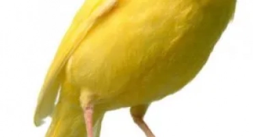 Колко канали живеят у дома